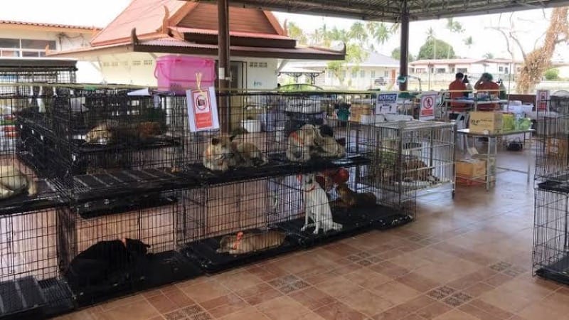 De stichting Soi Dog Koh Samui steriliseert zwerfdieren aan de lopende band