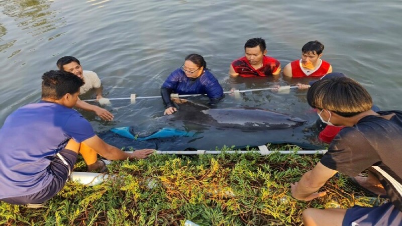 De in Samut Prakan geredde tuimelaar is weer in zee uitgezet