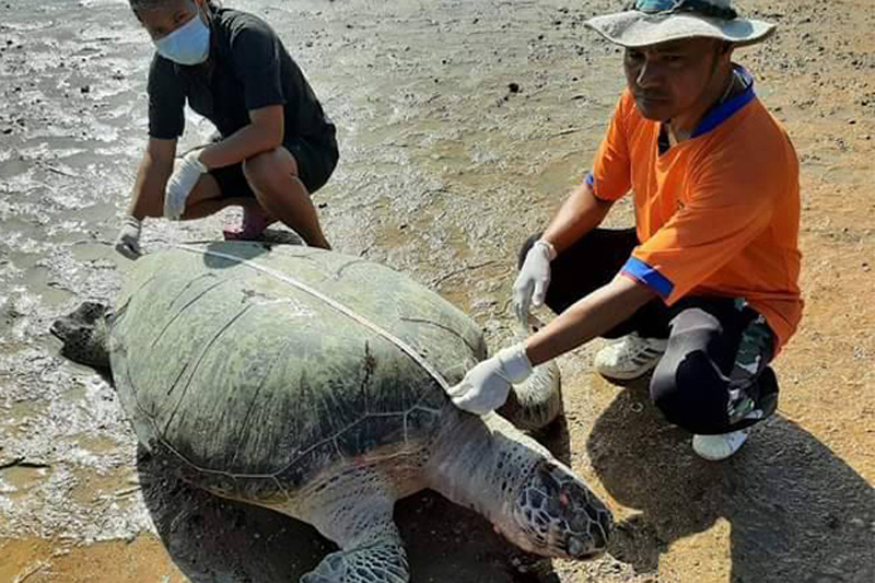 Karkas van Grote Groene Schildpad aangetroffen in Phuket