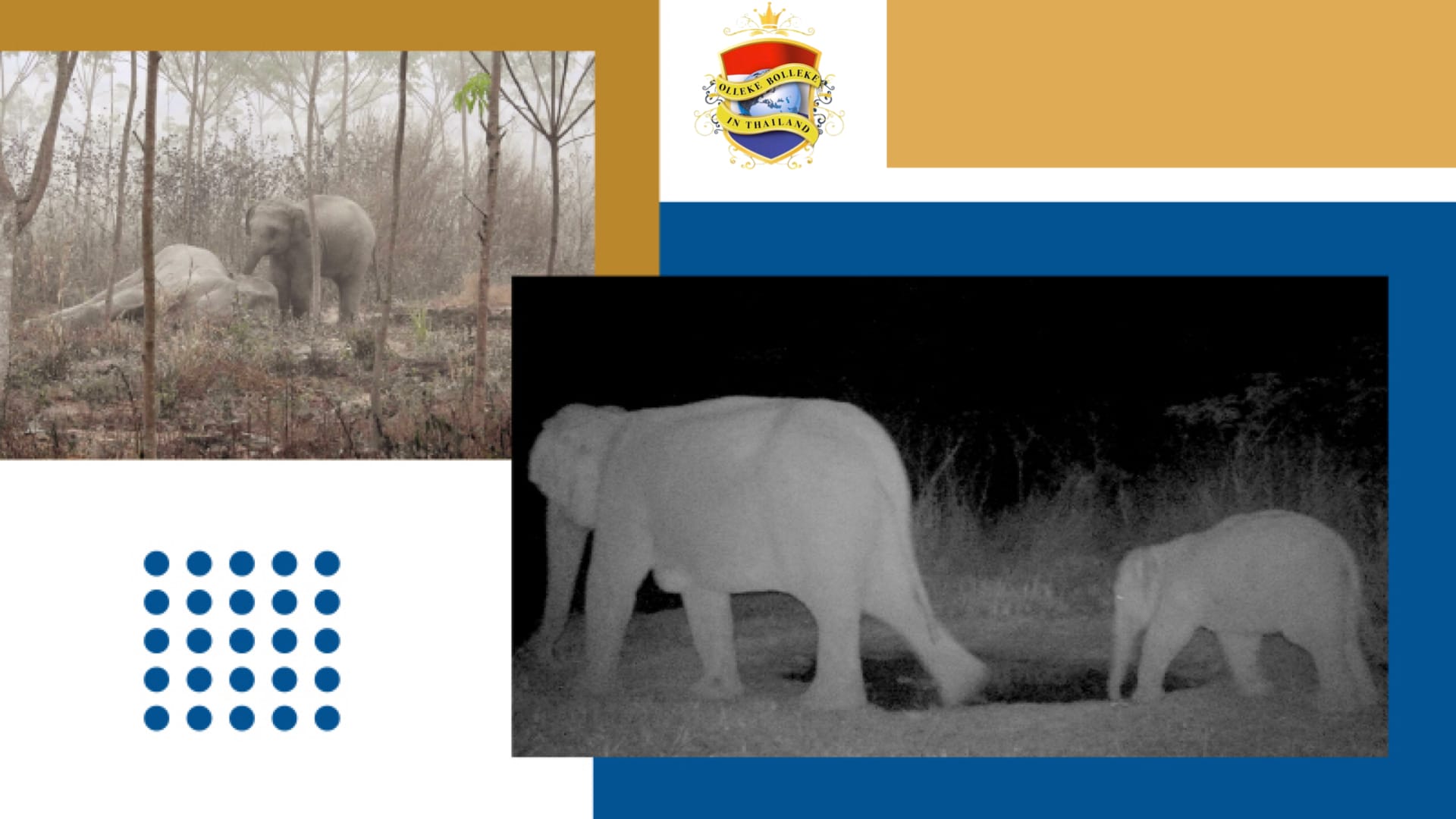 De vorige week ingestorte olifant dribbelt weer gezond en wel door de bossen van Thailand