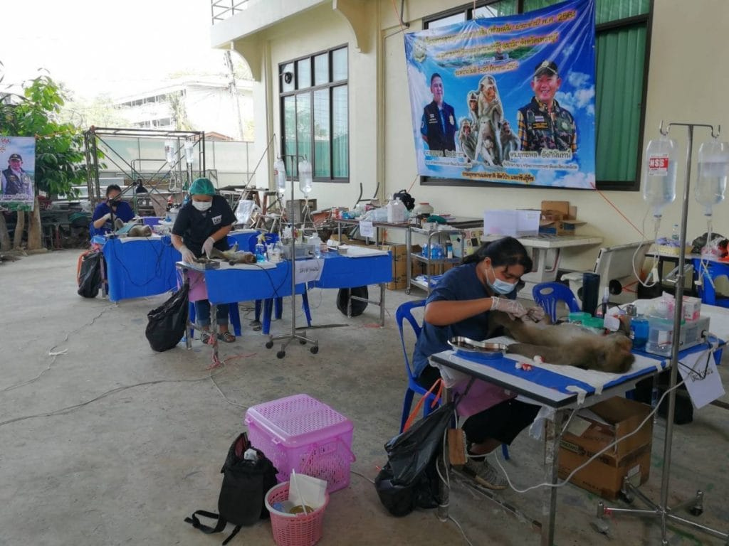 Apen in Phetchaburi gesteriliseerd