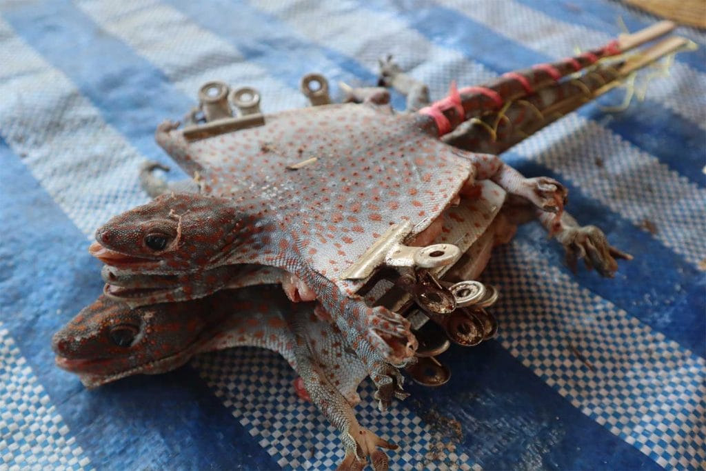 Gedroogde tokay-gekko’s grote bron van inkomsten in Nakhon Phanom