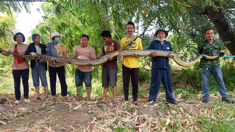 Python van 100 kg gevangen in Ban Bueang, Chonburi