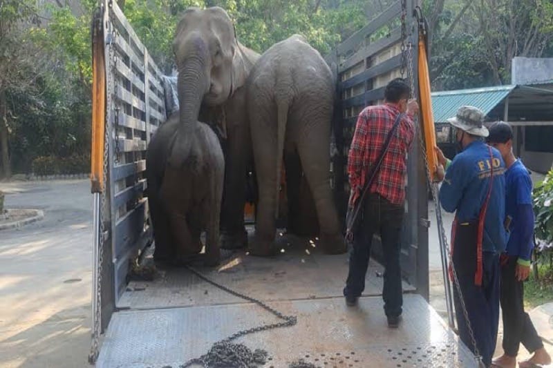 Foeragerende olifanten in Chiang Mai vergiftigd door het landbouwvergif “paraquat”