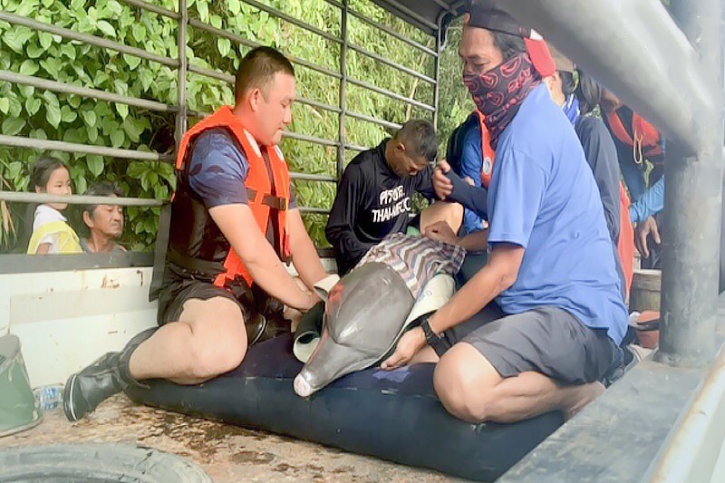 Tuimelaar uit kanaal in de provincie Trat gered