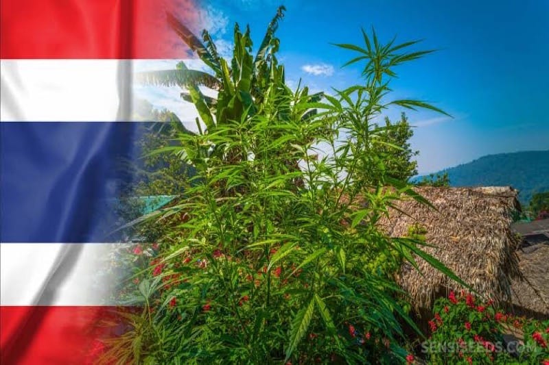 Thaise huishoudens mogen voortaan 6 wietplanten kweken