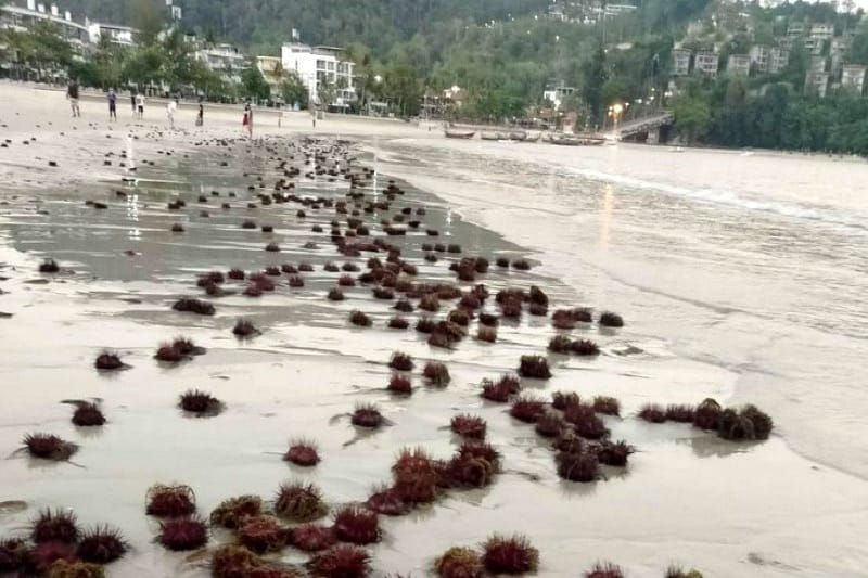 Pas op, honderden rode zee-egels spoelen er op Patong Beach (Phuket) aan