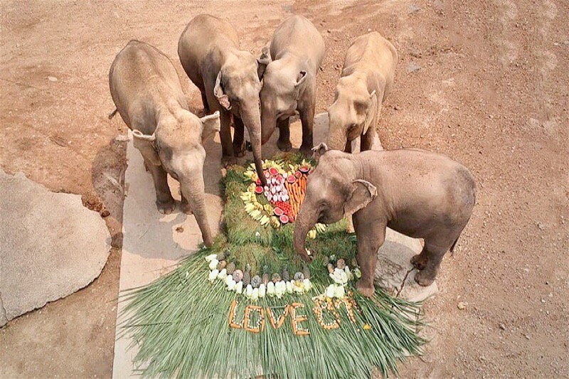 Vandaag is het nationale olifanten dag in Thailand