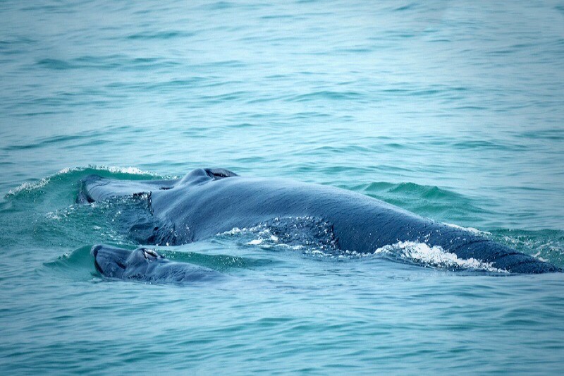 De Thaise walvis “Mae Thong Dee” is nu een trotse moeder van haar derde baby