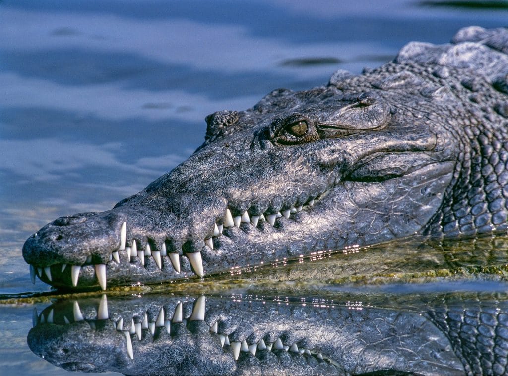 KROKO ALERT: Phuket Chalong Bay