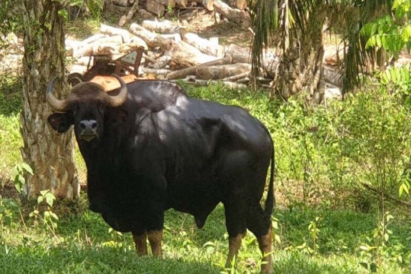 Een wilde stier uit het bos heeft een affaire op een plantage in Surat Thani