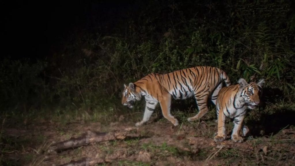 De dammen in de jungle van Khao Yai bedreigen de Indochinese tijgers, zo menen Thaise natuurbeschermer.