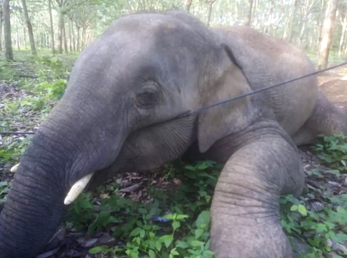 Wilde olifant dood aangetroffen in rubberplantage Chachoengsao