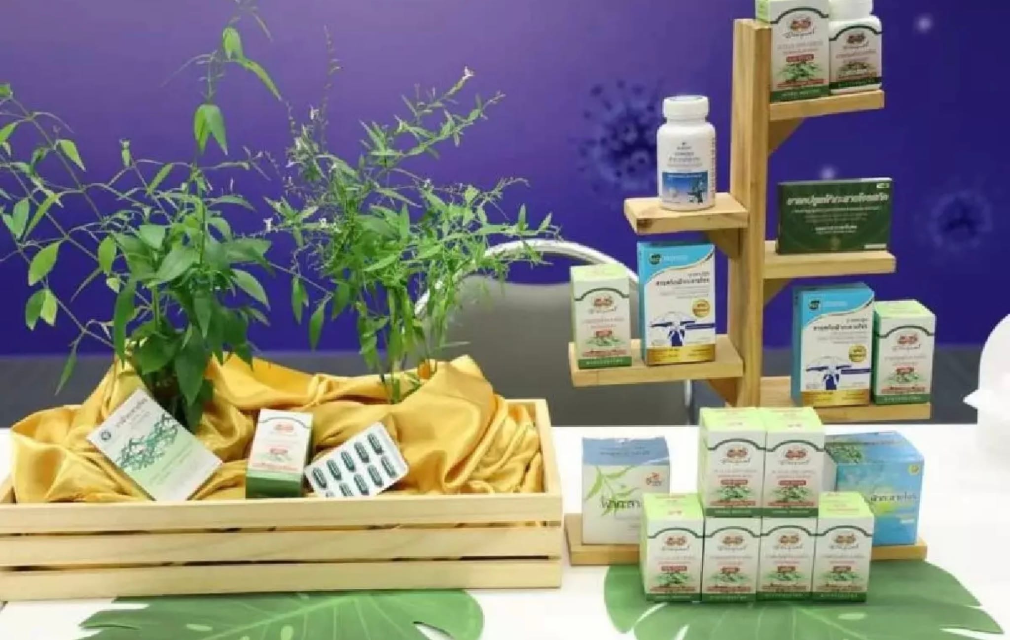 Fah Talai Jone-kruid kan Covid-19 stoppen, maar biedt geen bescherming