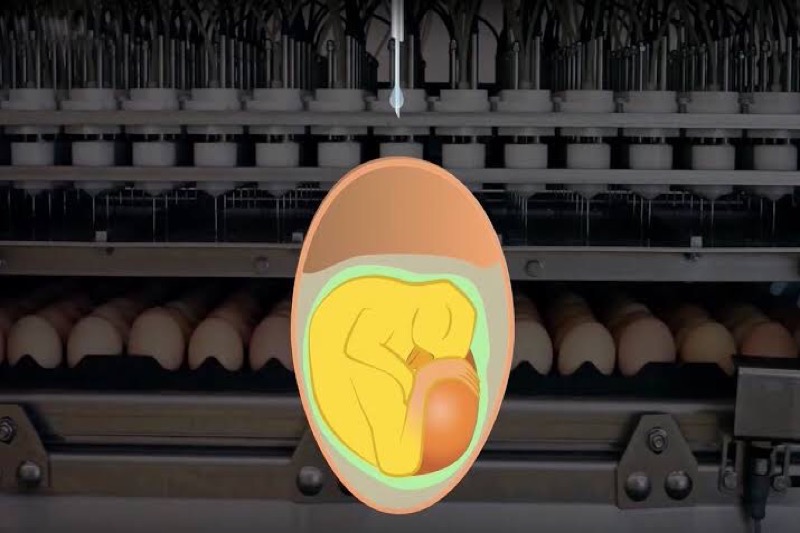 Zou het werkelijk zo zijn? gaan kippen eieren de wereld redden van corona?