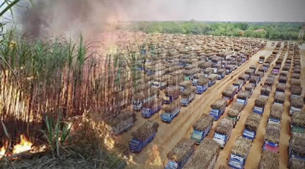 Het Thais kabinet keurt subsidie ​​van 6 miljard baht goed om het verbranden van suikerrietvelden verder te verminderen