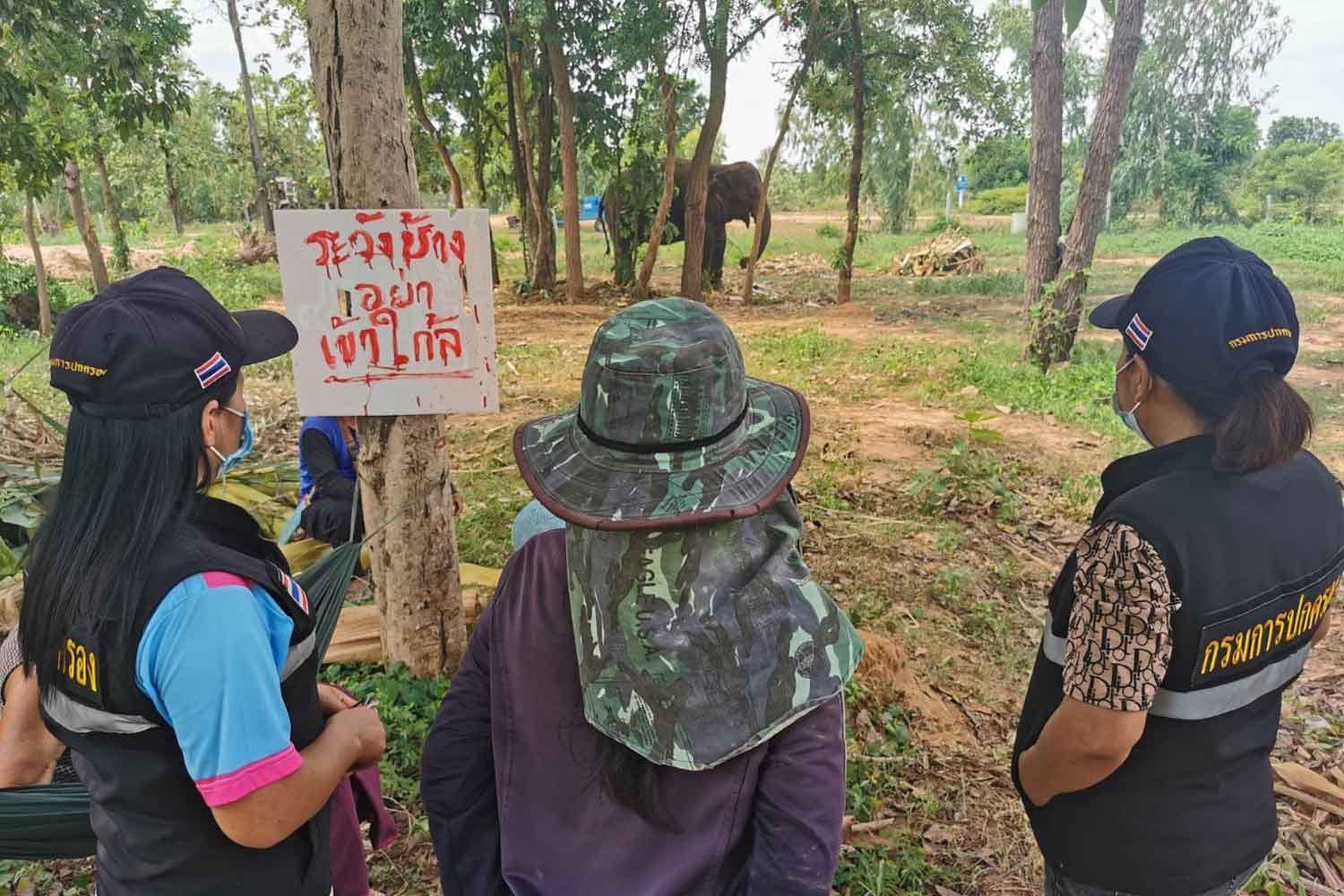 Mahout en zijn olifant in de Isaan maken moeilijke tijden door nadat de olifant een toerist doodde