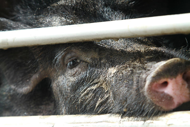 Vietnam schort de invoer van levende varkens uit Thailand op vanwege Afrikaanse varkenspest