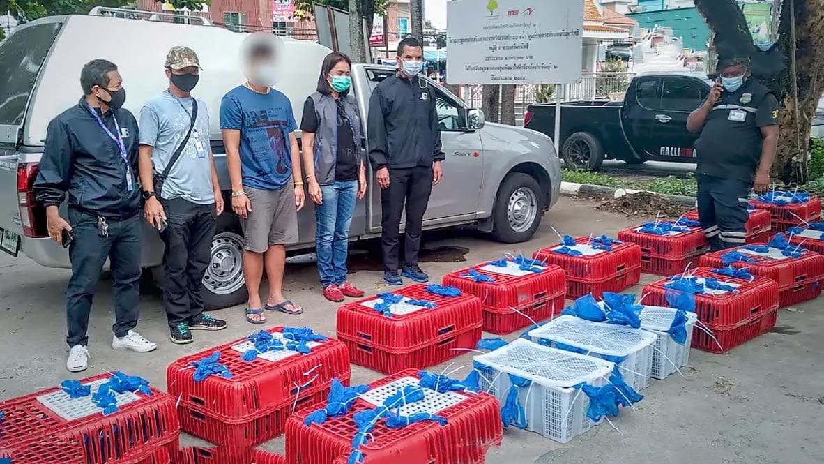 Thaise man gearresteerd voor het smokkelen van meer dan 100 wilde apen