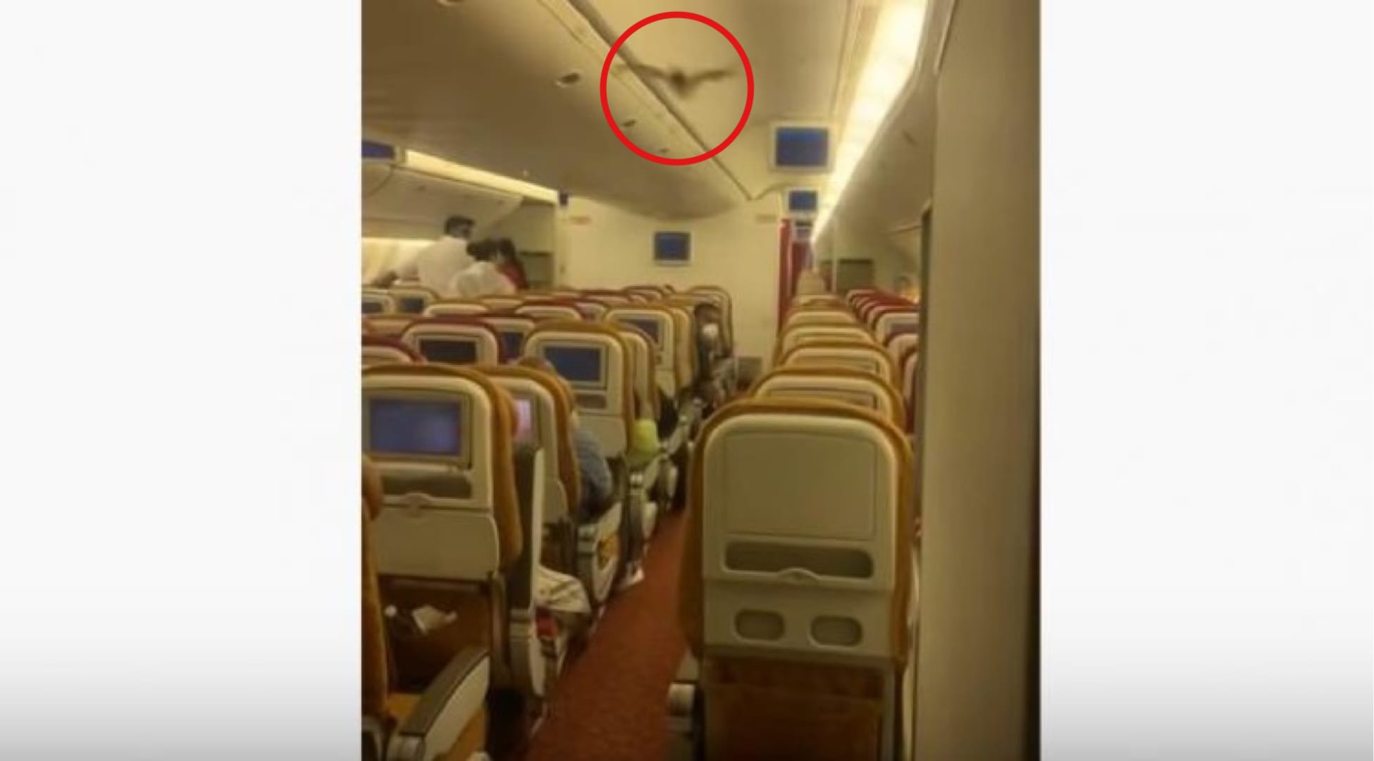 VIDEOCLIP | Vleermuis in cabine Boeing 777, toestel moest terugkeren