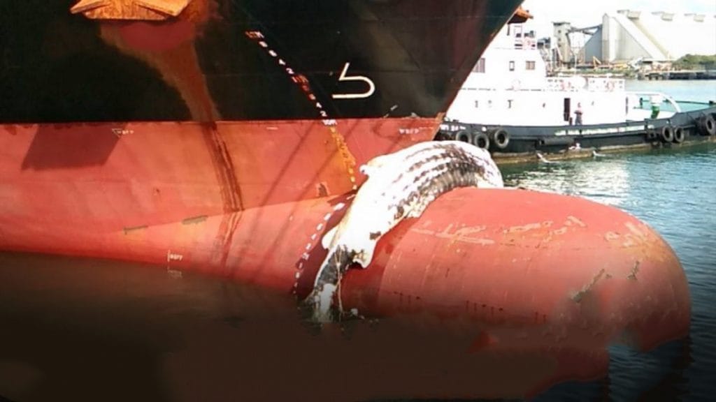 Dode walvishaai liggend op de voorkant van een vrachtschip in Si Racha aangetroffen