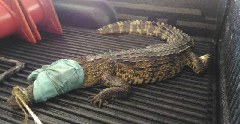 Tientallen krokodillen weten tijdens de hevige regen en overstromingen in Trat uit een krokodillenboerderij te ontsnappen