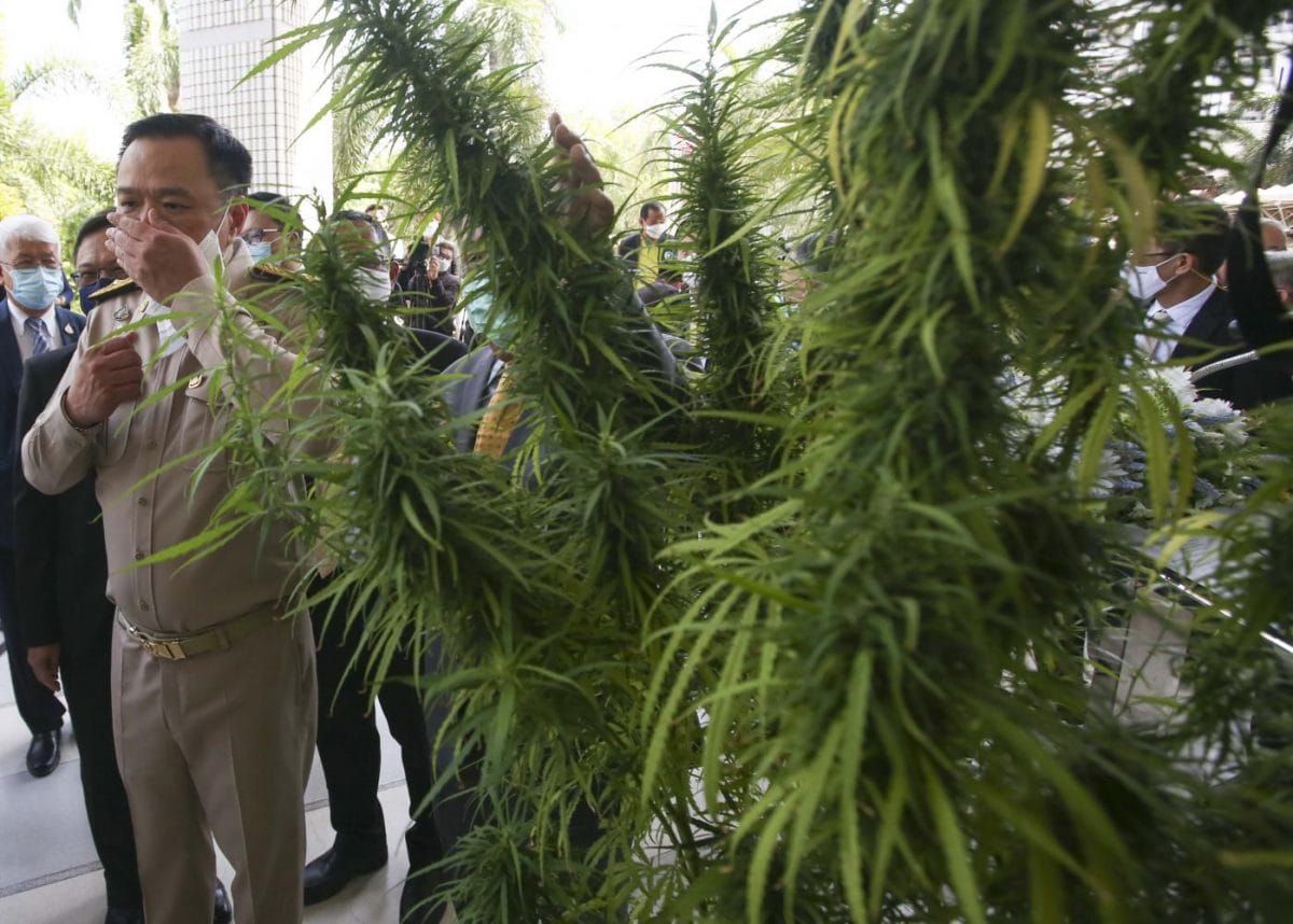 Thailand nomineert 4 cannabis soorten op om de nationale erfgoedlijst te plaatsen