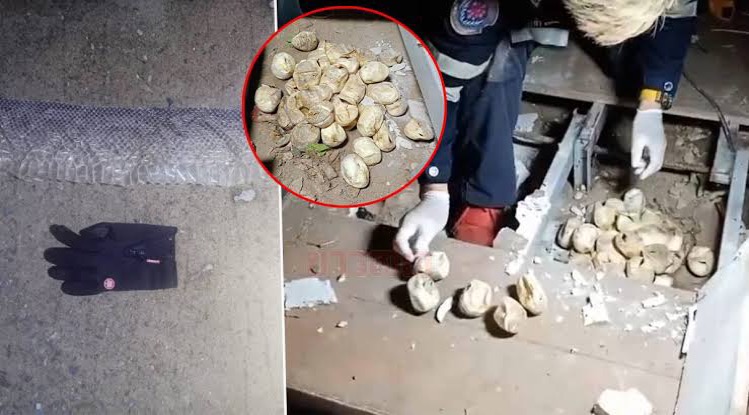 45 python eieren onder een huis in Phitsanulok gevonden