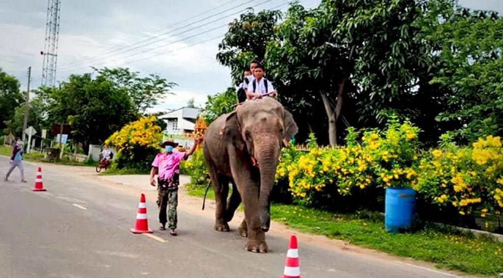 Kinderen in Surin mochten op de eerste dag van de school opening op een olifant naar school komen