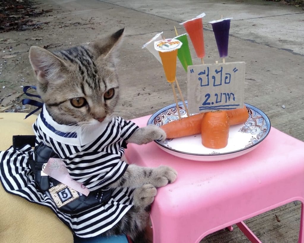 Bong Bong de kat in Thailand verkoopt haar straatvoedsel in aandoenlijke pakjes, en weet binnen 3 dagen 30.000 volgers aan haar te binden
