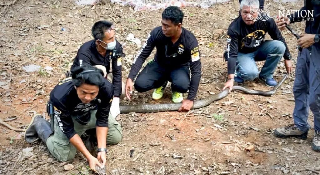 Slangenjagers vangen twee van de 20 cobra’s die het dorp Trang terroriseerden