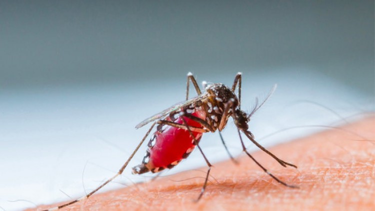 In Thailand aanzienlijk minder Dengue infecties in eerste vijf maanden van 2021