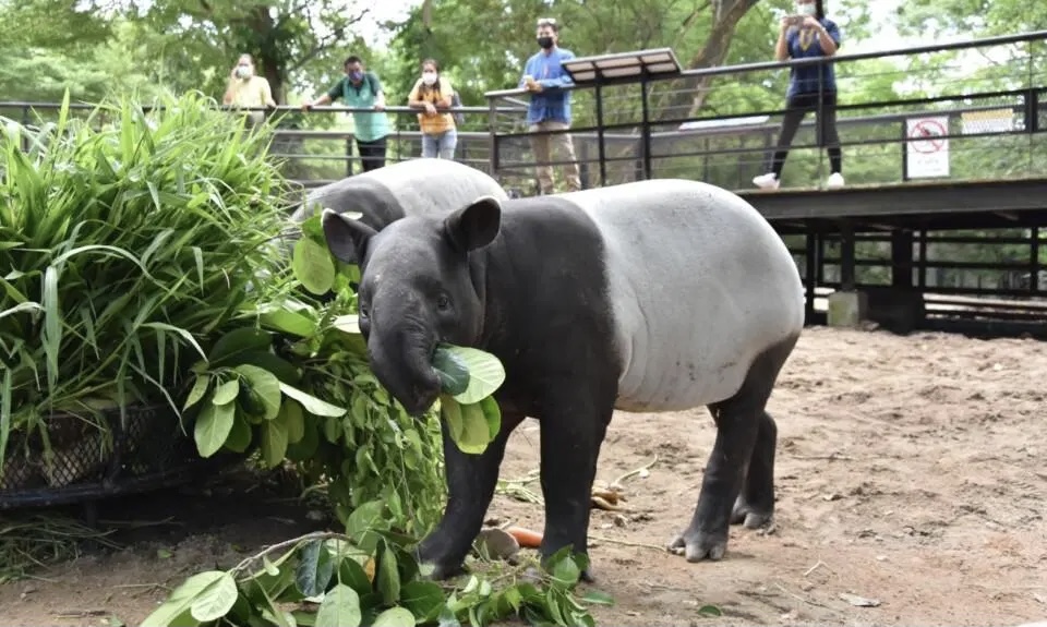 De dierentuin van Sri Racha dierentuin vierde de 1e verjaardag van een jonge tapir