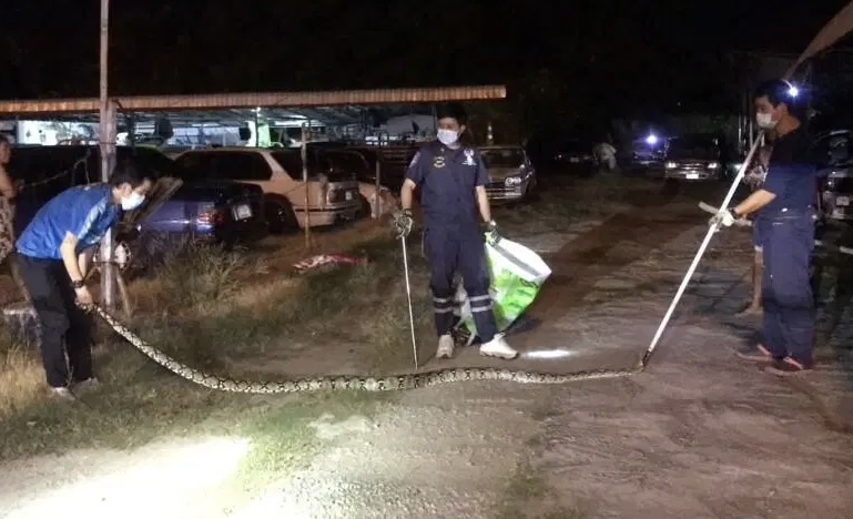 Inwoner Pattaya slaat alarm na het vinden van een 30 kilo zware Python in zijn garage