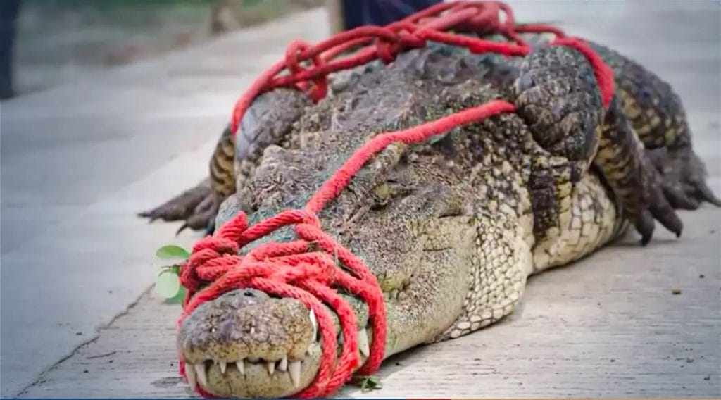 VIDEOCLIP | Woeste krokodil in Nakhon Sawan de bek gesnoerd