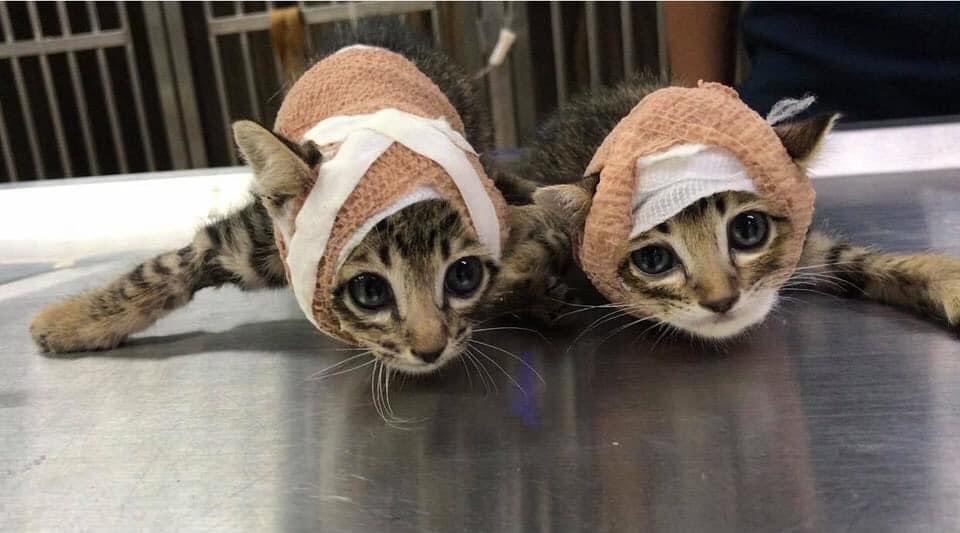 Social media Thailand hoteldebotel inzake de hondenaanval op twee kittens