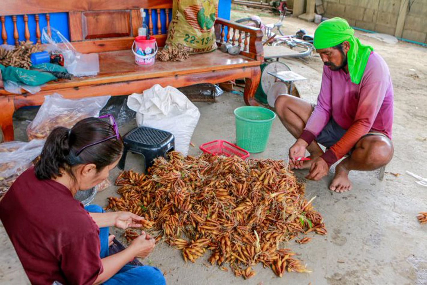 De toenemende vraag naar krachai khao in Thailand zorgt voor een mooi inkomen voor telers