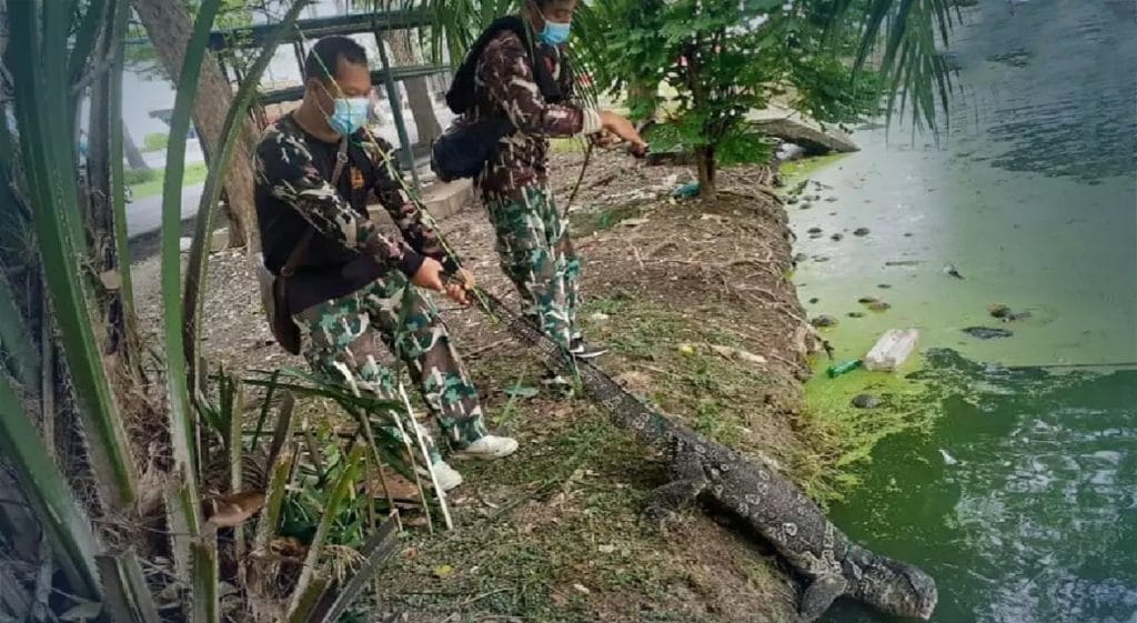 Provinciale autoriteiten pakken op twee universiteiten in Pathum Thani en Nonthaburi monitor-hagedissen bij de staart