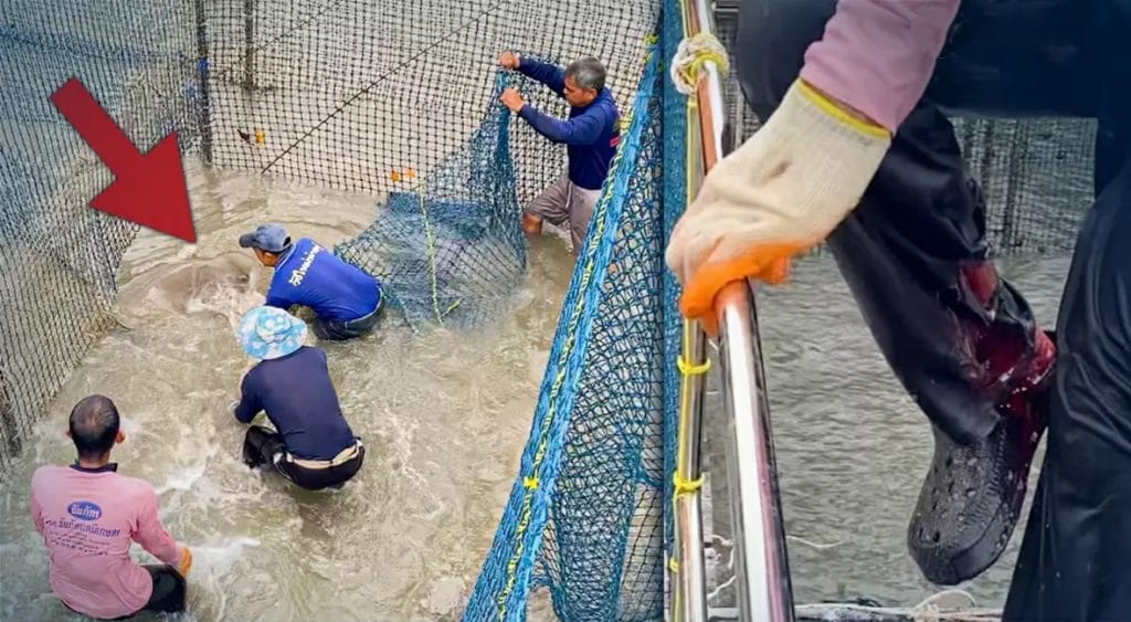 Stierhaai in het studiecentrum Chantaburi neemt een hapje van een medewerker