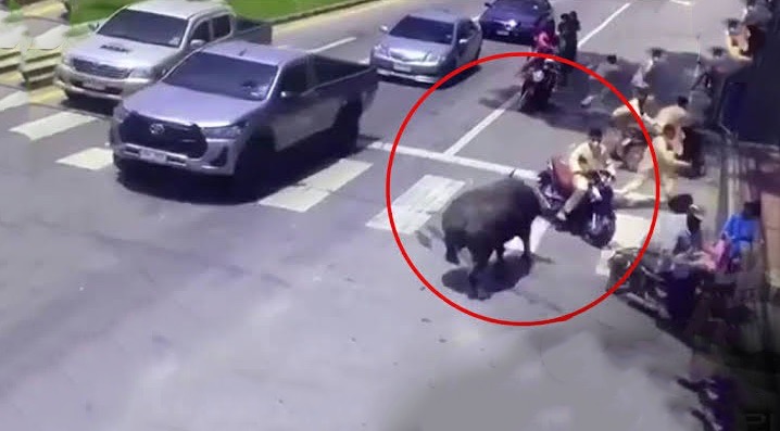 VIDEOCLIP | Het woedende buffel ontwrichtte het verkeer op een kruispunt in Narathiwat