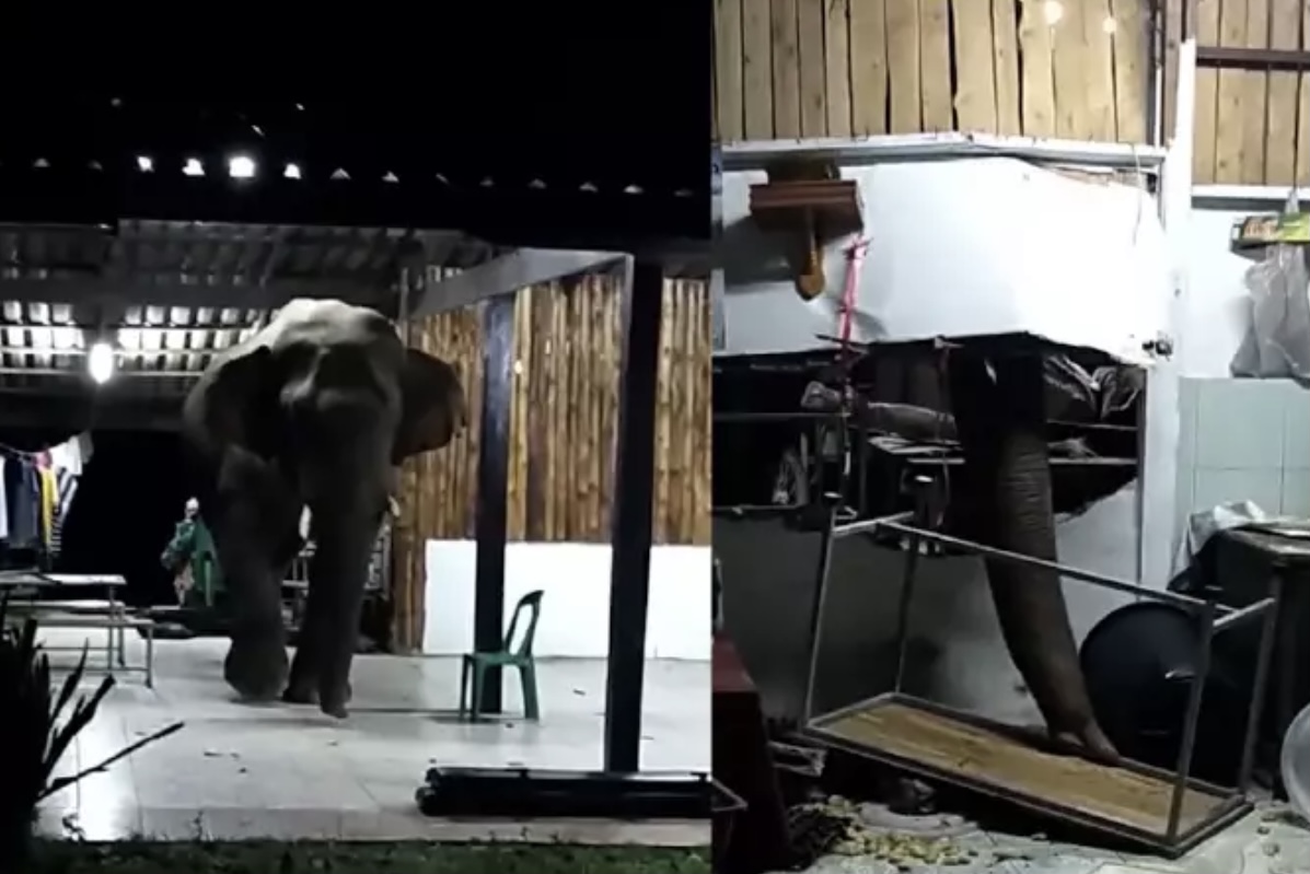 VIDEOCLIP:- Vriendelijke wilde olifant komt in de Isaan de kruimeltjes van de keukenvloer vegen