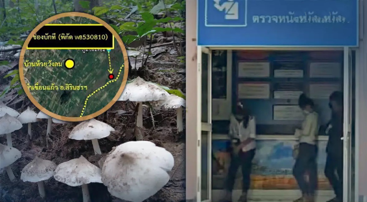 Thaise paddenstoelenplukkers die naar Laos waren afgedwaald, zijn niet geïnjecteerd met Pfizer!