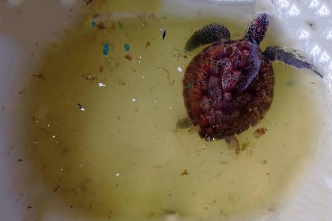Jonge zeeschildpad nabij Phuket in Thailand gevonden met 60 gram plastic in maag