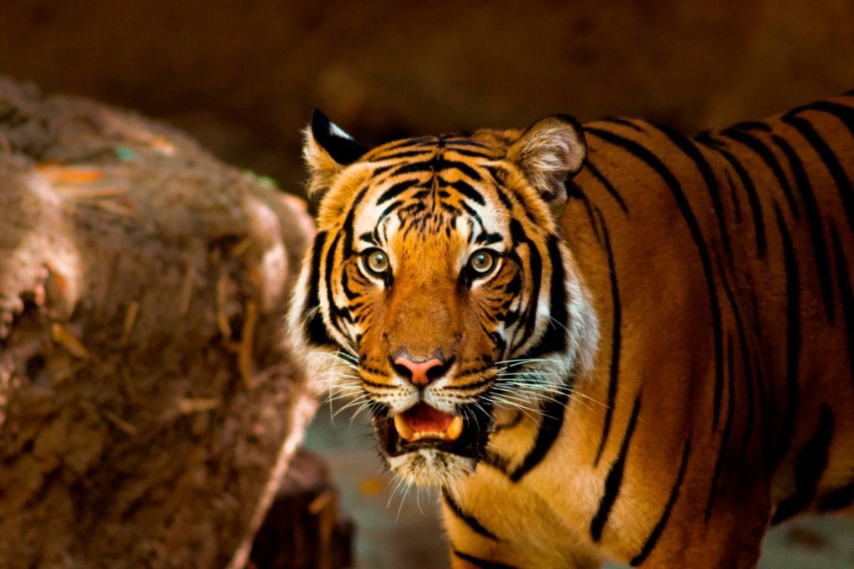 Het  natuurbehoud van Thailand voegt dit jaar 17 zeldzame Indochinese tijgers toe