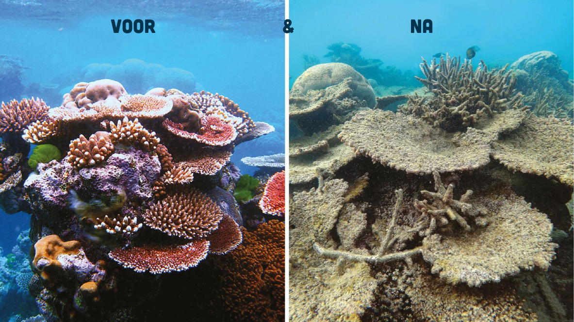 Thailand verbiedt zonnebrandcrèmes met schadelijke chemicaliën voor koraalriffen in nationale parken van het land