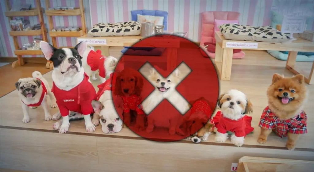 Het hondencafé van Chiang Mai is als gevolg van de pandemie over de kop en zoekt nieuwe baasjes voor de trouwe viervoeters