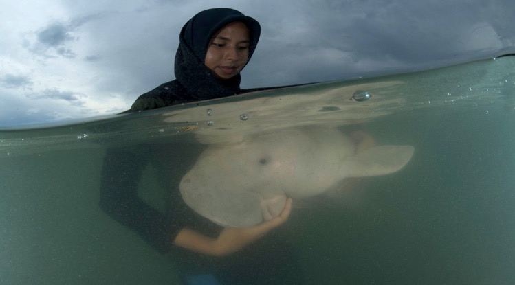 Thais ministerie lanceert Marium-project om de zeedieren te beschermen tegen milieuvervuiling