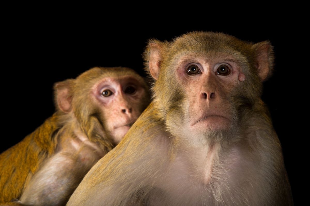 Het sterilisatieprogramma voor makaken is in Hua Hin van start gegaan