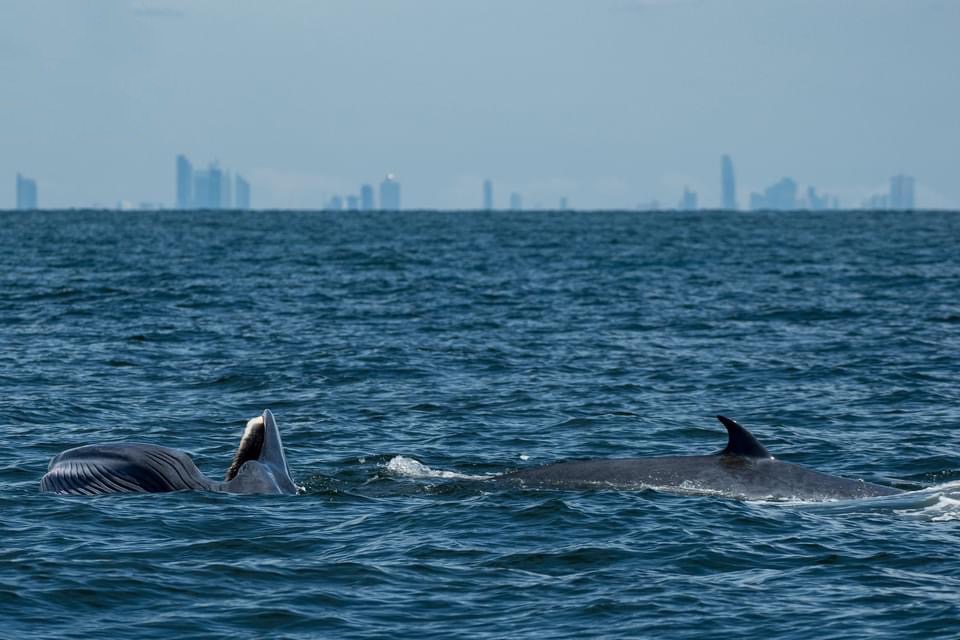 VIDEOCLIP | In Thailand werden walvissen gespot met de wolkenkrabbers van Bangkok op de achtergrond