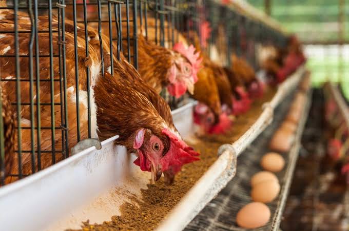 Thais ministerie van Handel waarschuwt eierprijs opjagers voor torenhoge boetes